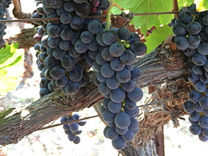 sBill-LanceIMG_0023